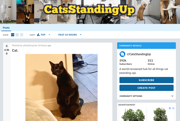 Como divulgar seu negócio no Reddit, exemplo de postagem do subreddit r / CatsStandingUp