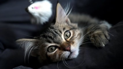 Como limpar a ninhada de gatos? O que fazer contra o perfume da Cat Litter?