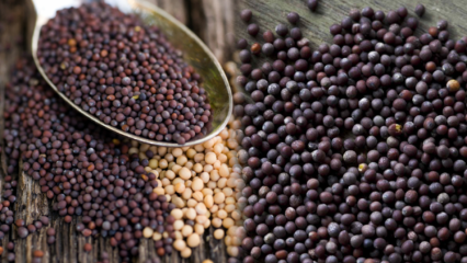 Quais são os benefícios da mostarda? Sementes de mostarda preta por İbrahim Saraçoğlu!