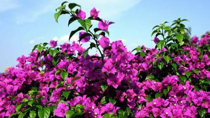 Como cuidar e irrigar a flor de buganvílias? Quais são as características da flor das buganvílias