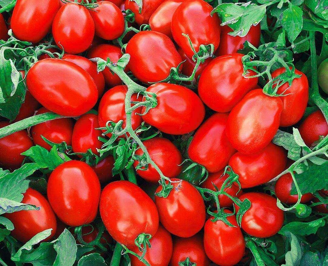 Como escolher tomates enlatados