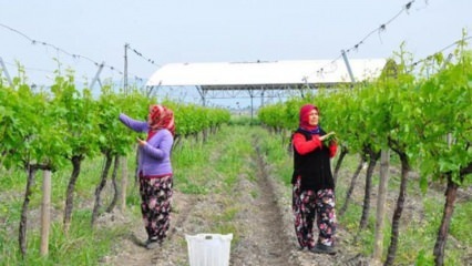 Demanda de exportação chove em folhas de uva, nova porta de renda