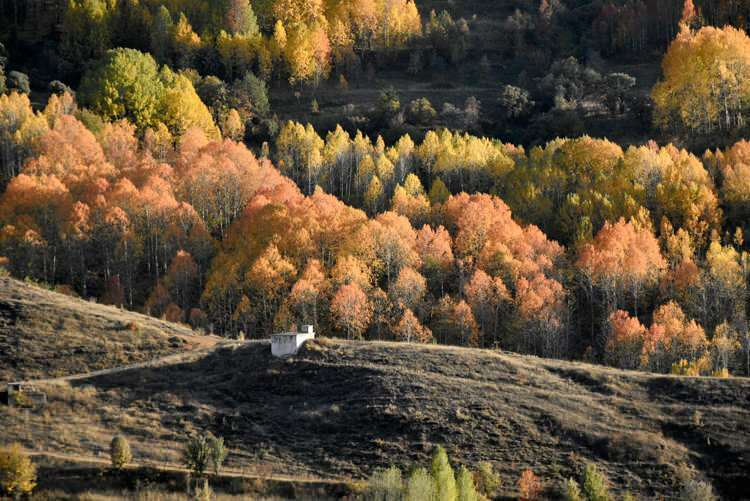 As cores do outono oferecem uma festa visual em Gümüşhane e Bayburt