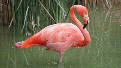 Adana se tornou o lar de 'Pink Flamingos'!