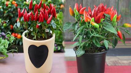 Como um vegetal sem sementes cresce em vasos? Cultivo de pimentão vermelho em potes