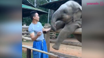 Aqueles momentos entre o elefante e seu guardião!