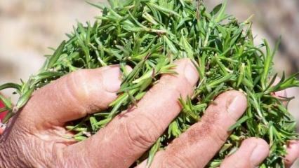 Quais são os benefícios da erva tomilho? Como fazer chá de tomilho? O que o óleo de tomilho faz?