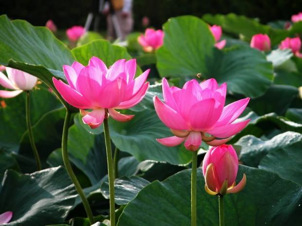 Quais são os benefícios da flor de lótus? O que o chá da flor de lótus faz?