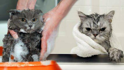 Gatos se lavam? Como lavar gatos? É prejudicial dar banho em gatos?