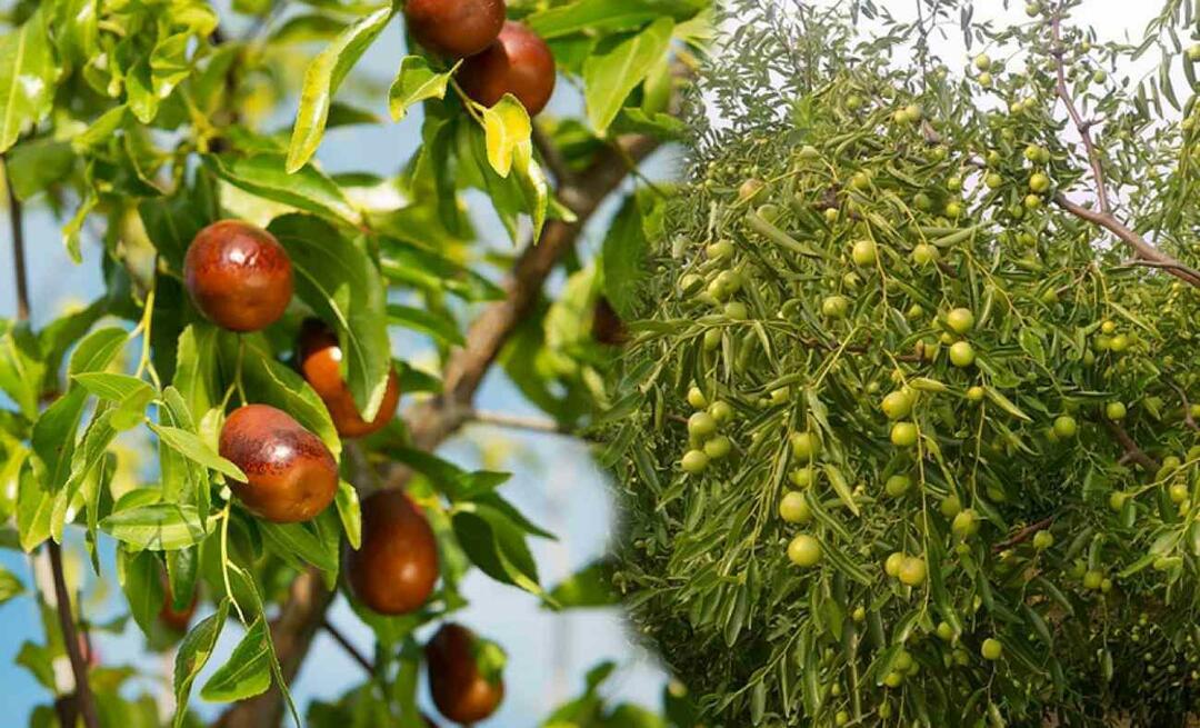 Como germinar sementes de jujuba? Como cultivar jujuba em vaso? cuidado de jujuba