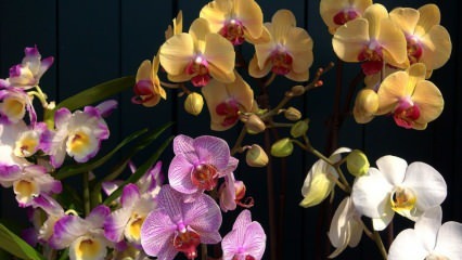Como cuidar de orquídeas? Como regar uma orquídea em casa? Método para reviver orquídeas