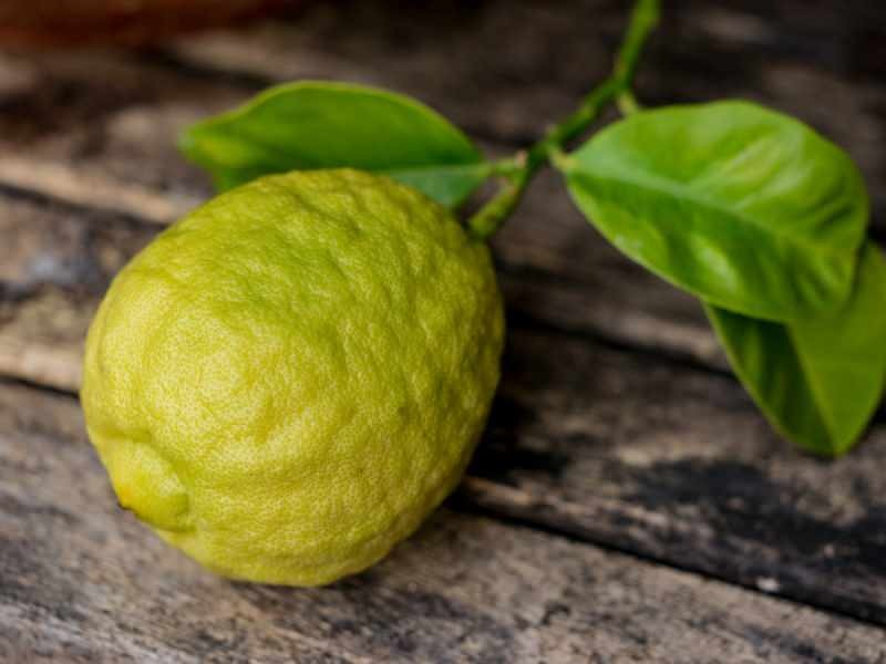A aparência da bergamota é semelhante ao limão