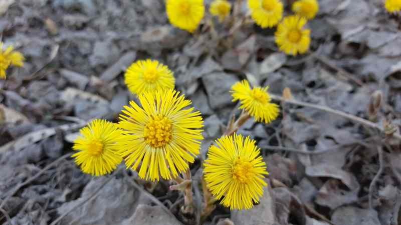 coltsfoot para tosses fortes