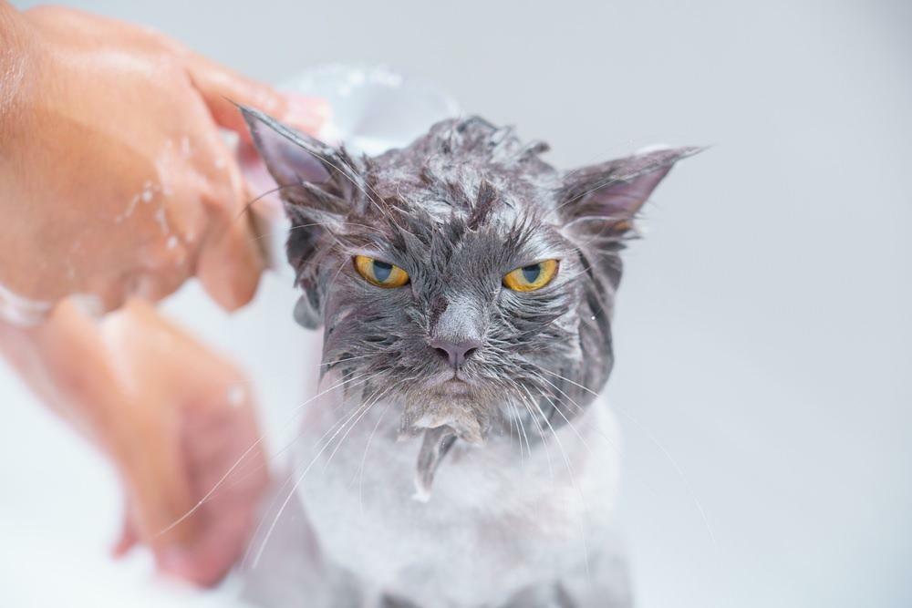 banho em gatos
