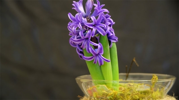 Como reproduzir flores jacintos