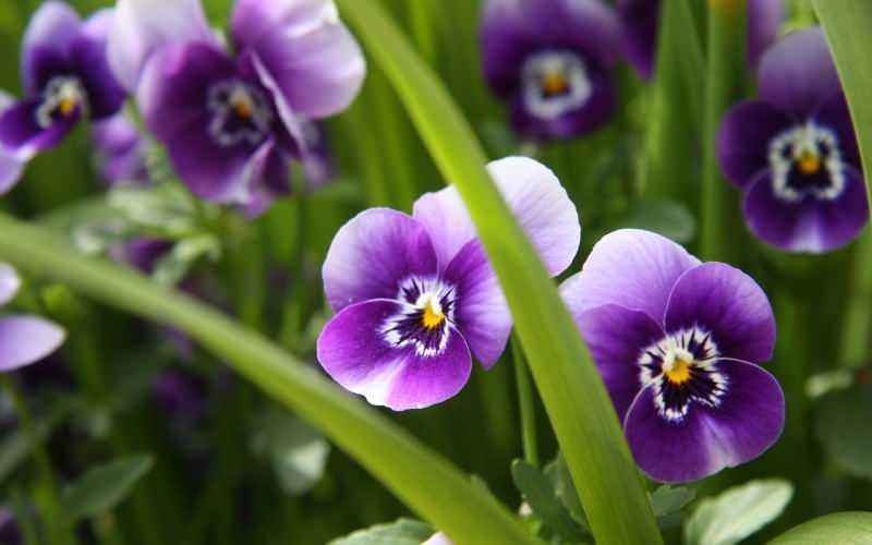 Como cuidar de uma flor violeta? Como reproduzir uma flor violeta?