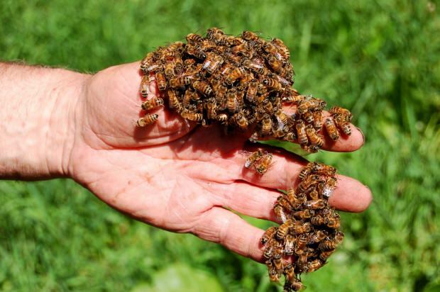 Onde o veneno de abelha é usado? Benefícios do veneno de abelha! Doenças em que o veneno das abelhas é bom ...