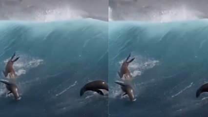 Leões marinhos brincando com ondas gigantes!