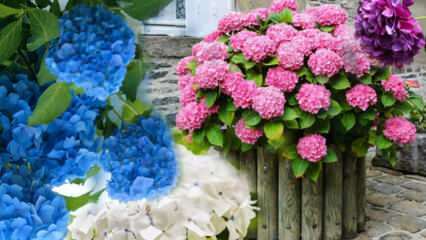 Como cuidar de uma flor de hortênsia em casa? Métodos de propagação de flores de hortênsia 