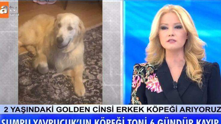 Apresentador Müge Anlı anunciou: O cão da atriz Sumru Yavrucuk foi encontrado ...