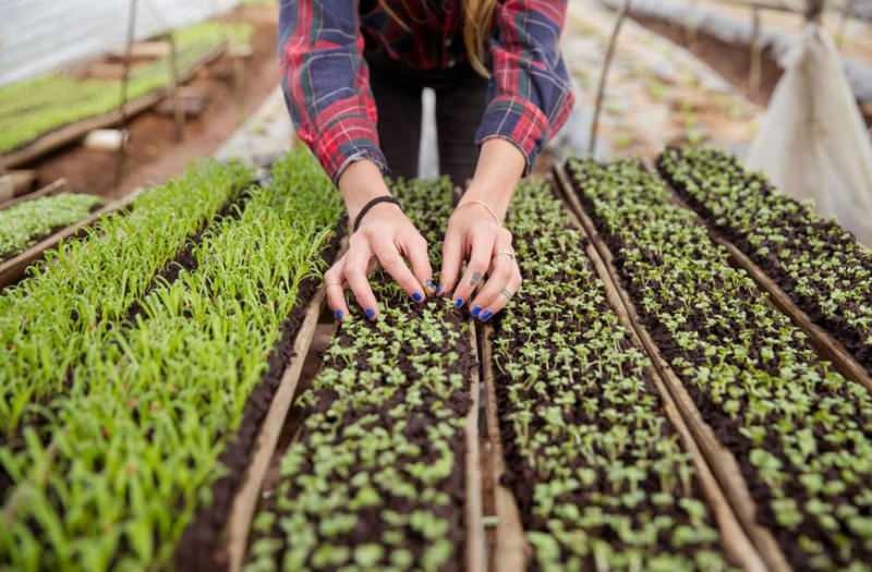 O que é micro germinação? Como fazer o surgimento de sementes comestíveis?