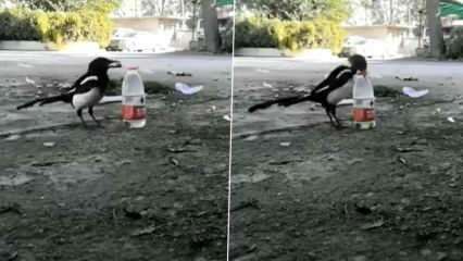 A maneira como o corvo bebia água da garrafa deixava a boca aberta!