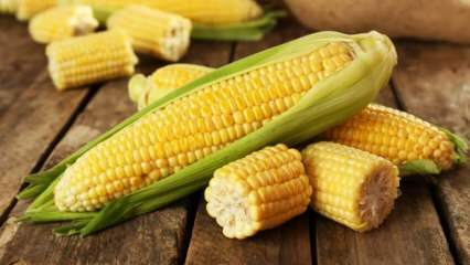 Quais são os danos do milho?