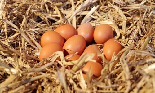 Como entender os ovos orgânicos?