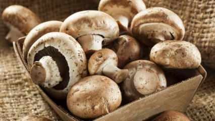 Como entender a frescura do cogumelo? Como guardar cogumelos? Dicas para cozinhar cogumelos