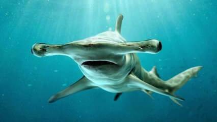  Imagens assustadoras! Tubarão-martelo na costa da Flórida.