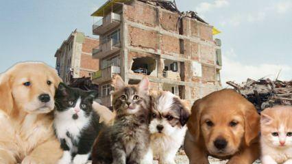 O que aqueles que têm animais de estimação devem fazer antes e depois do terremoto? Aqueles que têm um animal de estimação no momento do terremoto