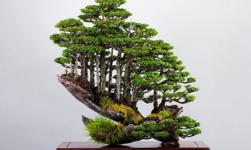 características da árvore de bonsai
