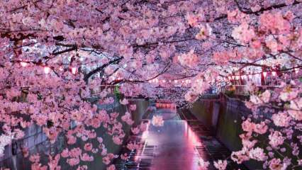 O que Sakura significa? Propriedades desconhecidas da flor de sakura