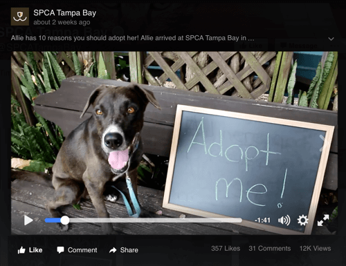 vídeo do facebook do spca tampa bay