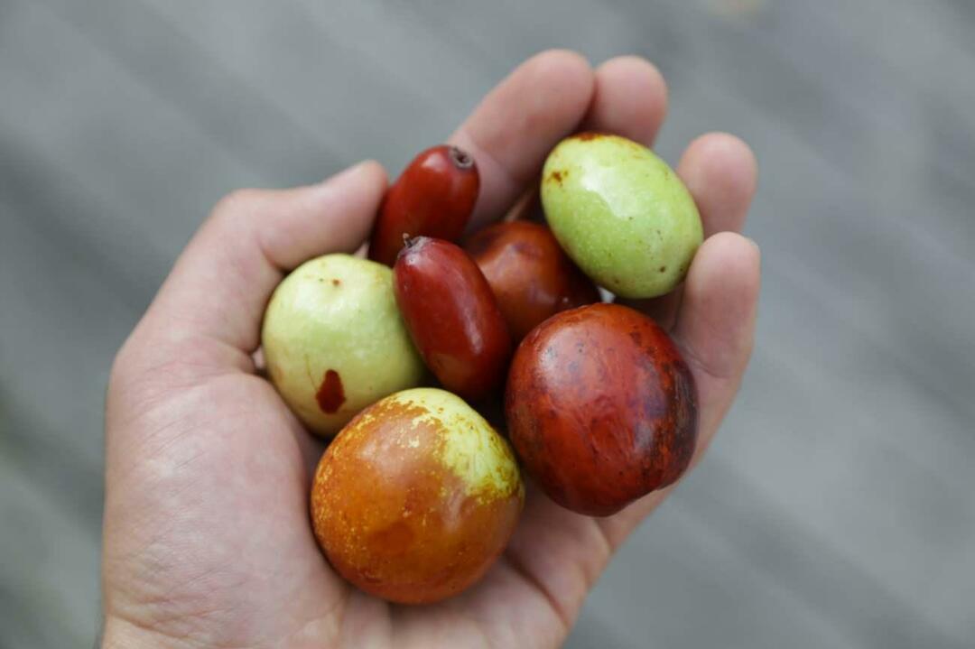 Um método para perder peso comendo jujuba! O que é jujuba? Faz chá para perder peso? Benefícios do vinagre de jujuba