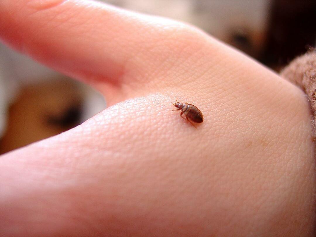 Como reconhecer uma picada de pulga e quais são seus sintomas? Como uma picada de pulga desaparece?