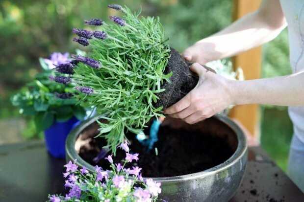 Como cuidar de flores de lavanda, reprodução e crescimento em casa