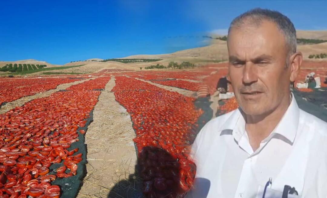 A colheita do tomate para secagem começou em Malatya!