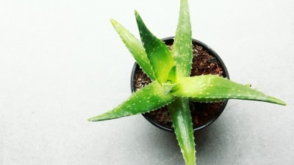 Como é o tratamento com Aloe vera? Cuidados com aloe vera no inverno