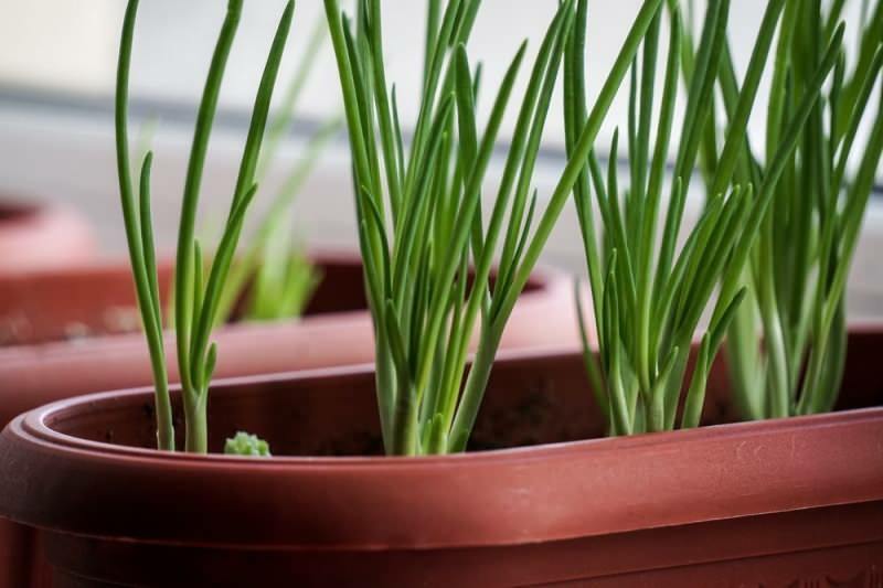 Como cultivar cebolinha em vasos? Dicas para o cultivo de cebolinhas