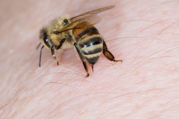 abelha 