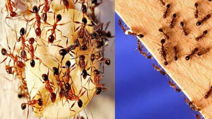 Como destruir as formigas na casa? O que fazer para se livrar das formigas, o método mais eficaz