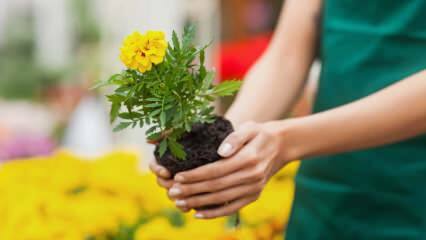 As razões para o cultivo de plantas em casa? É prejudicial cultivar flores em casa?
