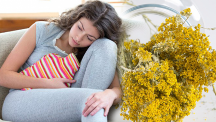 Quais são os benefícios da erva de mil-folhas? Cura Yarrow natural para dores menstruais!