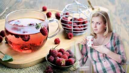 Chá que facilita o parto: Framboesa! Benefícios do chá de framboesa para mulheres grávidas