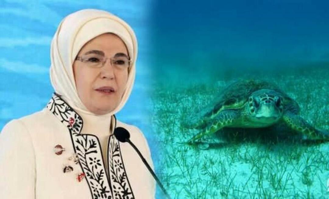 Compartilhando "tartaruga marinha" de Emine Erdoğan: "Enquanto as protegermos, elas continuarão a viver"