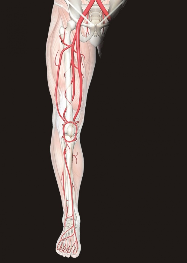 O que causa dor nas pernas? Quais doenças impedem a dor nas pernas? Como passa a dor nas pernas?