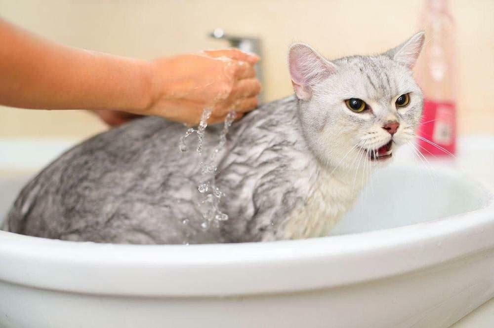 Como lavar um gato