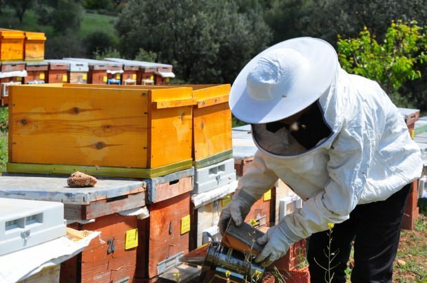 Benefícios do veneno de abelha