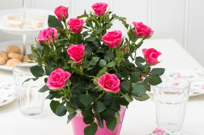 Como cultivar rosas em vasos? Dicas para cultivar rosas em casa ...